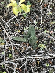 Gasteria brachyphylla