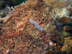 Lepidonotus melanogrammus