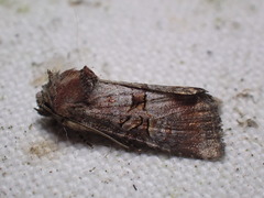 Mesoligia literosa