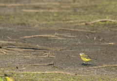 Motacilla flava beema