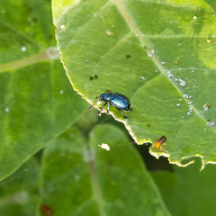 Platycorynus peregrinus