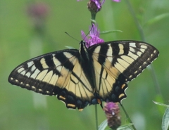 Papilio canadensis × glaucus