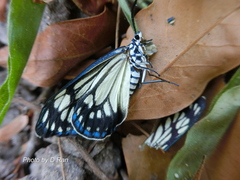 Cyclosia papilionaris