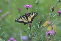 Papilio canadensis × glaucus