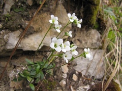 Arabis pumila