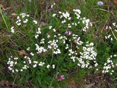 Valeriana saxatilis