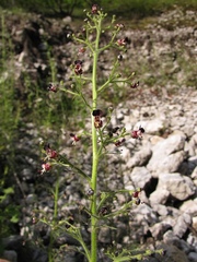 Scrophularia juratensis