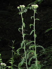 Achillea distans