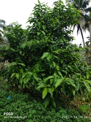 Magnolia champaca