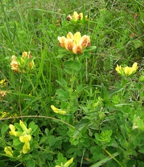 Chamaecytisus supinus