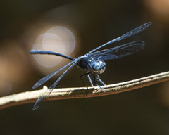 Pornothemis starrei