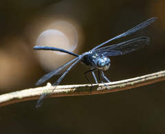 Pornothemis starrei