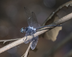 Pornothemis starrei