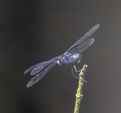 Pornothemis starrei