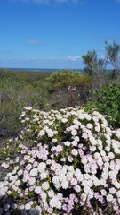 Pimelea lehmanniana