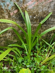 Pancratium triflorum