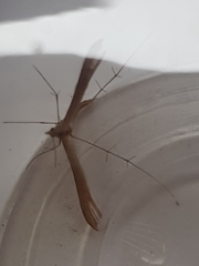 Stenoptilia pterodactyla