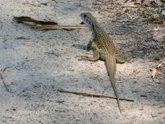 Leiolepis belliana