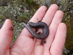 Ctenotus labillardieri