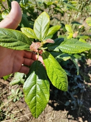 Mallotus claoxyloides