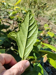 Mallotus claoxyloides
