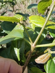 Mallotus claoxyloides
