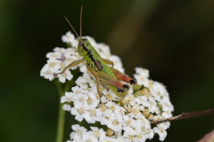 Pseudopodisma transilvanica