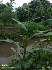 Zea mays mays