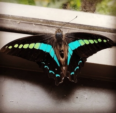 Graphium