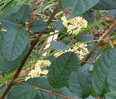 Pomaderris intermedia