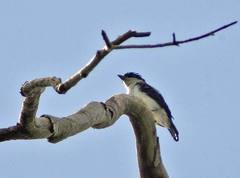 Pachyramphus surinamus