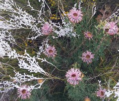 Isopogon dubius