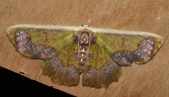 Agathiopsis basipuncta