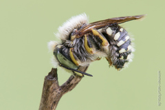 Anthidium punctatum