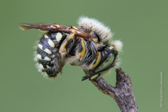 Anthidium punctatum