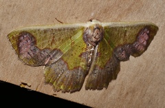 Agathiopsis basipuncta