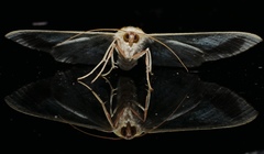 Agathiopsis basipuncta