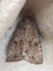 Apterogenum ypsillon