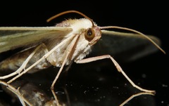 Agathiopsis basipuncta