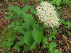 Spiraea betulifolia