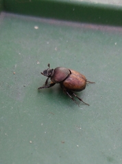 Onthophagus coenobita