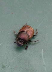 Onthophagus coenobita