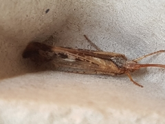 Limnephilus marmoratus