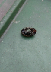 Onthophagus coenobita