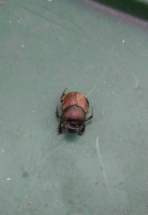 Onthophagus coenobita