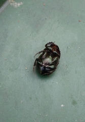 Onthophagus coenobita