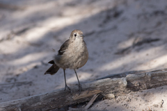 Drymodes brunneopygia