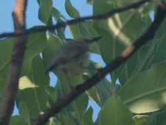 Eremomela scotops