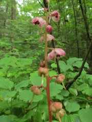 Pyrola asarifolia incarnata
