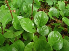 Pyrola asarifolia incarnata